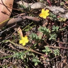 Hypericum gramineum (Small St Johns Wort) at Oakey Hill - 13 Nov 2023 by GregC