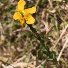 Hypericum gramineum at Oakey Hill - 13 Nov 2023