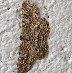 Ectropis fractaria (Ringed Bark Moth) at Mitchell, ACT - 20 Nov 2023 by SteveBorkowskis