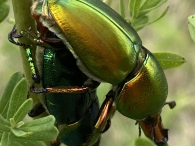 Lamprima aurata (Golden stag beetle) at Weston, ACT - 20 Nov 2023 by SteveBorkowskis