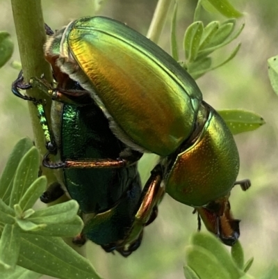 Lamprima aurata (Golden stag beetle) at Weston, ACT - 20 Nov 2023 by SteveBorkowskis