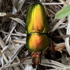 Lamprima aurata at Weston, ACT - 20 Nov 2023 11:19 AM