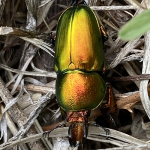 Lamprima aurata at Weston, ACT - 20 Nov 2023 11:19 AM