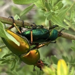 Lamprima aurata at Weston, ACT - 20 Nov 2023 11:19 AM