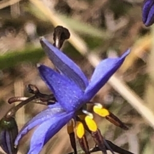 Dianella revoluta var. revoluta at Oakey Hill - 13 Nov 2023