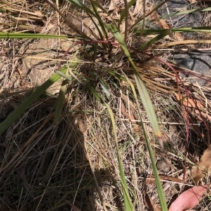 Dianella revoluta var. revoluta at Oakey Hill - 13 Nov 2023