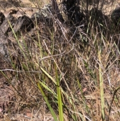 Dianella revoluta var. revoluta at Oakey Hill - 13 Nov 2023