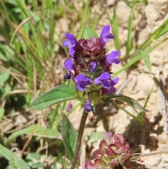 Prunella vulgaris (Self-heal, Heal All) at Harolds Cross, NSW - 18 Nov 2023 by MatthewFrawley