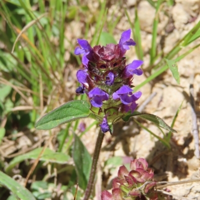 Prunella vulgaris (Self-heal, Heal All) at QPRC LGA - 18 Nov 2023 by MatthewFrawley