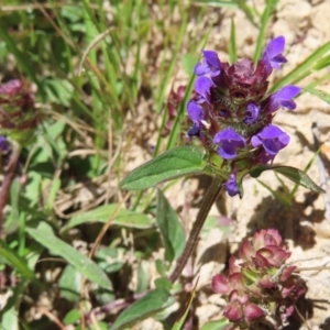 Prunella vulgaris at QPRC LGA - 18 Nov 2023 11:05 AM