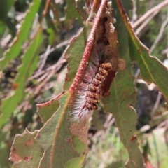 Euproctis (genus) (A Tussock Moth) at QPRC LGA - 18 Nov 2023 by MatthewFrawley