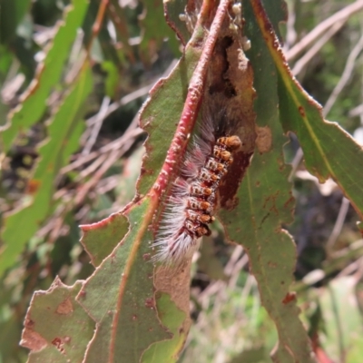 Euproctis (genus) (A Tussock Moth) at Harolds Cross, NSW - 18 Nov 2023 by MatthewFrawley