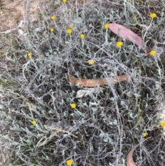 Chrysocephalum apiculatum (Common Everlasting) at Lyons, ACT - 13 Nov 2023 by GregC