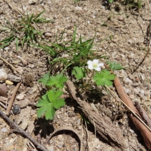 Geranium potentilloides var. potentilloides at QPRC LGA - 18 Nov 2023