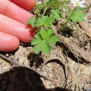 Geranium potentilloides var. potentilloides at QPRC LGA - 18 Nov 2023