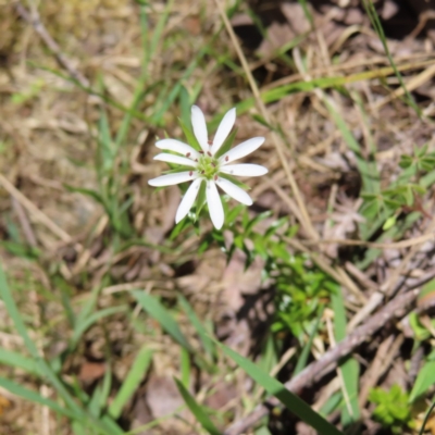 Stellaria pungens (Prickly Starwort) at QPRC LGA - 18 Nov 2023 by MatthewFrawley