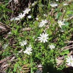 Stellaria pungens at QPRC LGA - 18 Nov 2023