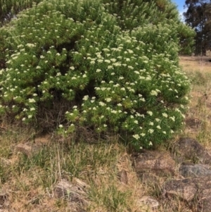 Cassinia longifolia at Oakey Hill - 12 Nov 2023