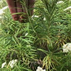 Cassinia longifolia at Oakey Hill - 12 Nov 2023 04:21 PM