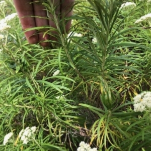 Cassinia longifolia at Oakey Hill - 12 Nov 2023