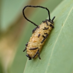 Gonipterus scutellatus (Eucalyptus snout beetle, gum tree weevil) at Holder Wetlands - 20 Nov 2023 by Miranda