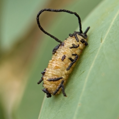 Gonipterus scutellatus (Eucalyptus snout beetle, gum tree weevil) at Holder, ACT - 20 Nov 2023 by Miranda