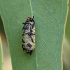 Gonipterus scutellatus at Holder Wetlands - 20 Nov 2023