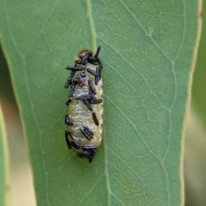 Gonipterus scutellatus at Holder Wetlands - 20 Nov 2023