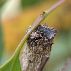 Bathromelas hyaloscopa (Buloke Bagworm) at Holder, ACT - 20 Nov 2023 by Miranda