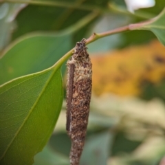 Bathromelas hyaloscopa at Holder Wetlands - 20 Nov 2023