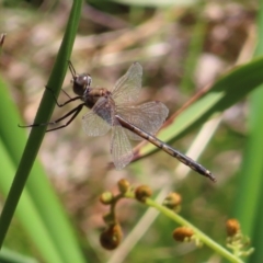 Hemicordulia tau (Tau Emerald) at QPRC LGA - 18 Nov 2023 by MatthewFrawley