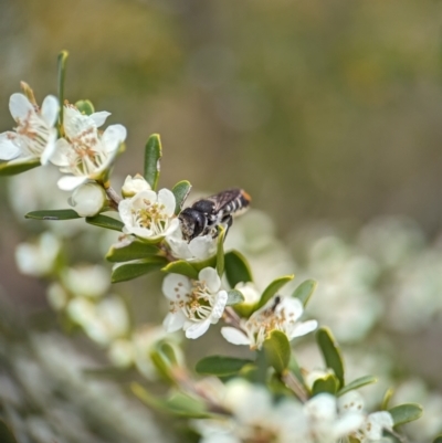 Megachile ferox (Resin bee) at Holder, ACT - 20 Nov 2023 by Miranda