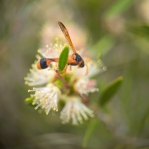 Delta bicinctum at Holder Wetlands - 20 Nov 2023 01:41 PM