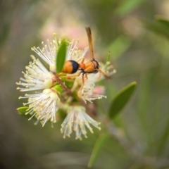 Delta bicinctum at Holder Wetlands - 20 Nov 2023