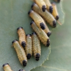 Paropsis atomaria (Eucalyptus leaf beetle) at Holder Wetlands - 20 Nov 2023 by Miranda