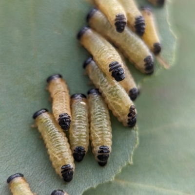 Paropsis atomaria (Eucalyptus leaf beetle) at Coombs, ACT - 20 Nov 2023 by Miranda