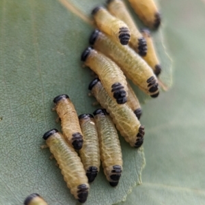 Paropsis atomaria at Holder Wetlands - 20 Nov 2023