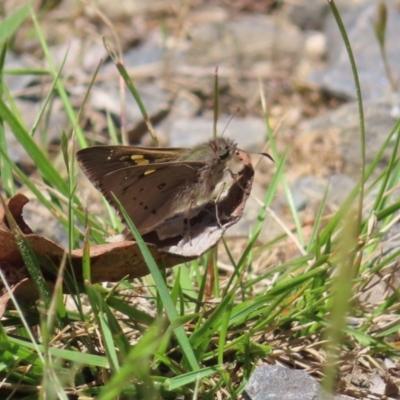 Hesperilla donnysa (Varied Sedge-skipper) at QPRC LGA - 18 Nov 2023 by MatthewFrawley