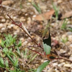 Hesperilla donnysa at QPRC LGA - 18 Nov 2023