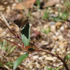 Hesperilla donnysa at QPRC LGA - suppressed