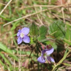 Veronica calycina (Hairy Speedwell) at Harolds Cross, NSW - 18 Nov 2023 by MatthewFrawley