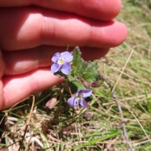 Veronica calycina at QPRC LGA - 18 Nov 2023 11:40 AM