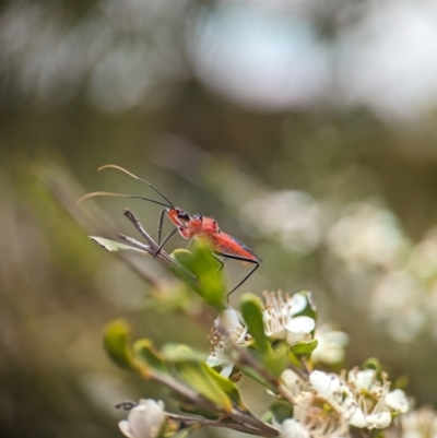 Gminatus australis (Orange assassin bug) at Holder Wetlands - 20 Nov 2023 by Miranda