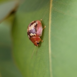 Paropsisterna sp. ("Ch11" of DeLittle 1979) at Holder Wetlands - 20 Nov 2023