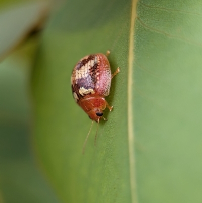 Paropsisterna sp. ("Ch11" of DeLittle 1979) (A leaf beetle) at Holder, ACT - 20 Nov 2023 by Miranda