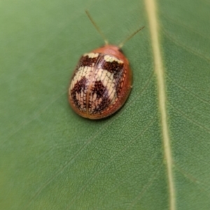 Paropsisterna sp. ("Ch11" of DeLittle 1979) at Holder Wetlands - 20 Nov 2023