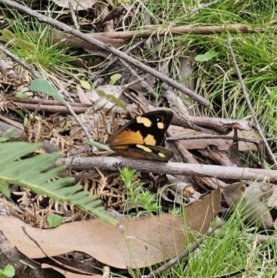 Heteronympha merope (Common Brown Butterfly) at QPRC LGA - 20 Nov 2023 by Csteele4