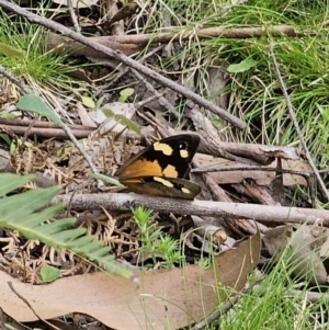 Heteronympha merope at QPRC LGA - 20 Nov 2023 02:59 PM