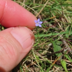 Wahlenbergia sp. (Bluebell) at QPRC LGA - 18 Nov 2023 by MatthewFrawley