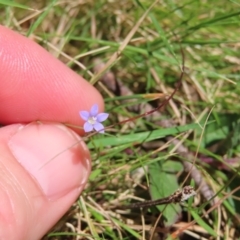 Wahlenbergia sp. at QPRC LGA - 18 Nov 2023 11:43 AM